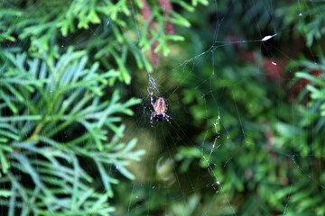 Macro of spider on a web in the forest