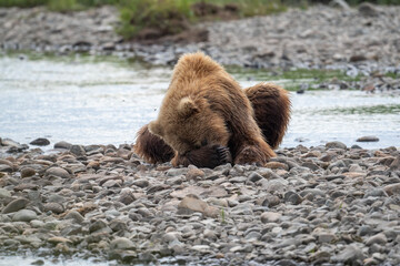 Canvas Print - Alaskan brown bear taking a nap