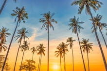 Sunset With Palm Trees With Sunset Sky, Landscape Of Palms On Island