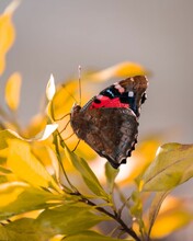 Vertical Shot Of A Red Admiral Butterfly Perched On Yellow Leaves Of A Tree On A Sunny Day