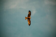 Beautiful View Of A Red Kite Bird Flying In The Air