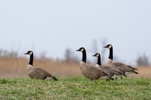 Flock Of Canada Geese On The Grass
