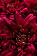 canvas print picture - Burgundy chrysanthemum flowers on a white background