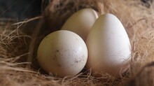 Closeup Shot Of Three Fresh Eggs On A Farm In Daylight