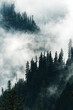 © Cavan Images - Scenic views of the temperate rainforest with mist and low cloud