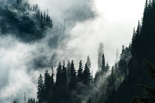 Sunlight Penetrating Through Mist And Clouds In A Temperate Rainforest