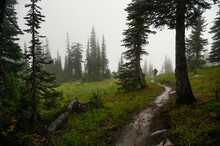 Single Track Mountain Biking Through Mist In A Sub Alpine Meadow