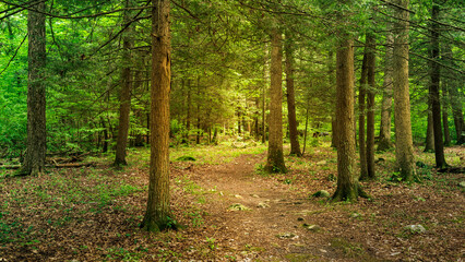  Footpath in the forest at Stokes State Forest New Jersey