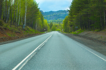 Wall Mural - Country asphalt road in a forest area