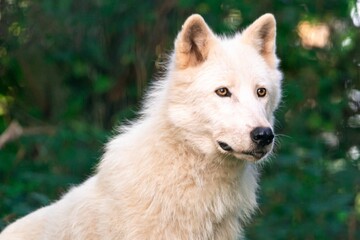 Portrait of a white Arctic wolf (Canis lupus arctos) on a green blur background