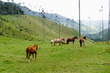 Horses Grazing In The Green Pasture Of Cocora Valley