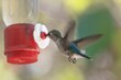 Closeup shot of a hummingbird drinking nectar from a feeder