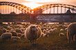 Wolliges Schaf mit Herde auf einer Wiese in der Stadt