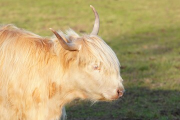 Poster - Closeup shot portrait head of a Highland cattle in the grass farm