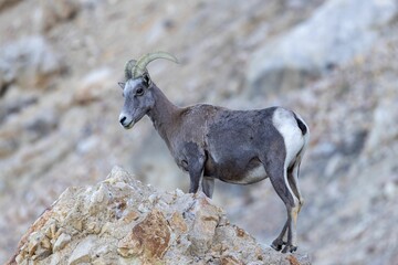 Shallow focus shot of a Desert bighorn sheep on rock hill with blur background