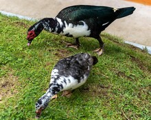 Muscovy Ducks With Red Heads Eating Grass