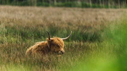 Sticker - Highland cattle relaxing on the grass in Norfolk