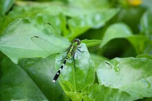 Green Dragonfly On A Leaf