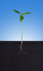 Canvas Print - Growing plant with roots visible