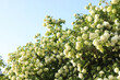 Beautiful hydrangea plant with white flowers against blue sky outdoors