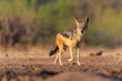 Black-backed jackal (Lupulella mesomelas) looking for food and a drink at a waterhole in a Game Reserve in the Tuli Block in Botswana