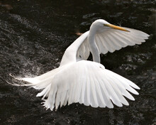 Great White Egret Photo.  Image. Portrait. Picture. Close-up Profile View Water Background. Spread Wings. Flying Over Water. Angelic Wings.