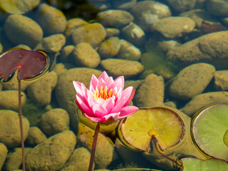 Wall Mural - Lilies in the pond. Blooming lilies on the water.