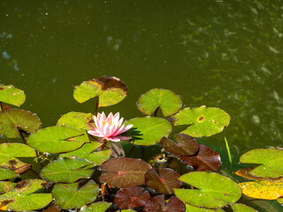 Wall Mural - Lilies in the pond. Blooming lilies on the water.