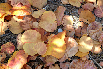 Wall Mural - colorful dry fallen leaves on forest floor or park ground