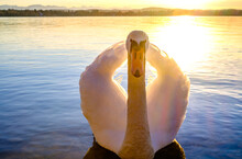 Swan At A Lake
