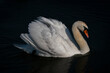 Beautiful Mute Swan (Cygnus olor) floating on water with reflection on a dark background. Gelderland in the Netherlands.                          
