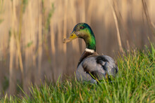 Beautiful Male Mallard Duck (Anas Platyrhynchos) In Green Grass. Gelderland In The Netherlands.    