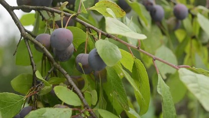 Wall Mural - Closeup view of blue plums on tree with green leaves in autumn garden