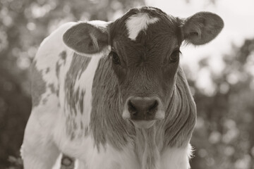 Wall Mural - Portrait of young cow shows calf in sepia rustic color on farm closeup.