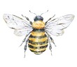 Honey bee on white background. Watercolor illustration. Top view.