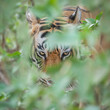 Angry face of Tiger, Bengal Tiger (Panthera tigris Tigris). Animal angry, head of tiger closeup. Ranthambore National Park in India. 