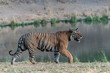  Tiger, Bengal Tiger (Panthera tigris Tigris), walking near a lake in Bandhavgarh National Park in India.                                                                   