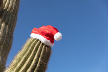 Cactus With A Red Christmas Hat On A Blue Sky Background