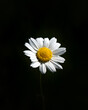Kwiat Rumianku