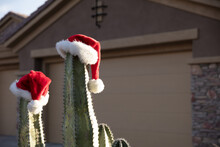 Cactus Wear Santa Hats For Christmas In Desert Suburban Development