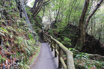 Poster - 森の中に狭い歩道が通っている風景