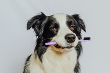 Cute Smart Funny Puppy Dog Border Collie Holding Toothbrush In Mouth Isolated On White Background. Oral Hygiene Of Pets. Veterinary Medicine, Dog Teeth Health Care Banner