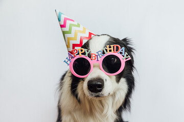 Happy Birthday party concept. Funny cute puppy dog border collie wearing birthday silly hat and eyeglasses isolated on white background. Pet dog on Birthday day