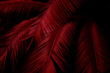 Red Leaves Red Plants Red Leaf Red Floral Background
