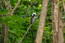 Cotton Top Tamarin (Saguinus Oedipus) In Tayrona National Park Of Colombia