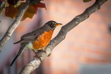  American Robin Bird On The Branch Of A Maple  Tree