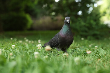 Wall Mural - Beautiful dark dove on green grass outdoors, space for text