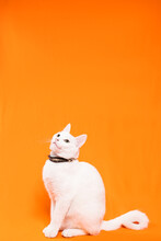 Portrait Of Young White Cat On Orange Background. Playful Naughty Looks