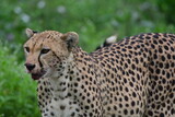 Fototapeta Sawanna - Beautiful Cheetah in the Serengeti, Tanzania, Africa