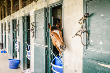 Sticker - Horse in a stable